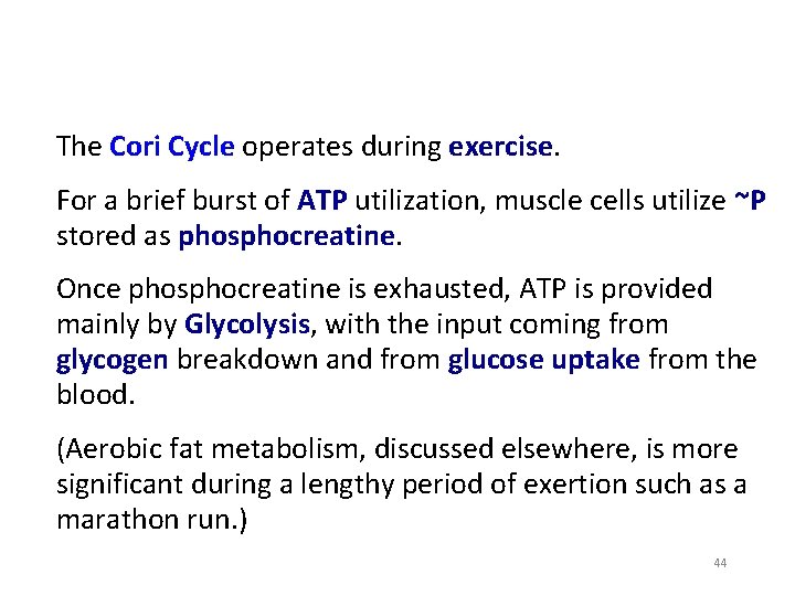 The Cori Cycle operates during exercise. For a brief burst of ATP utilization, muscle