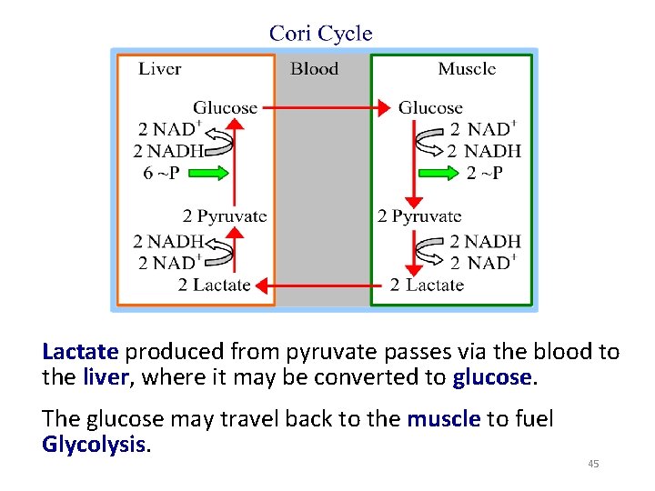 Lactate produced from pyruvate passes via the blood to the liver, where it may