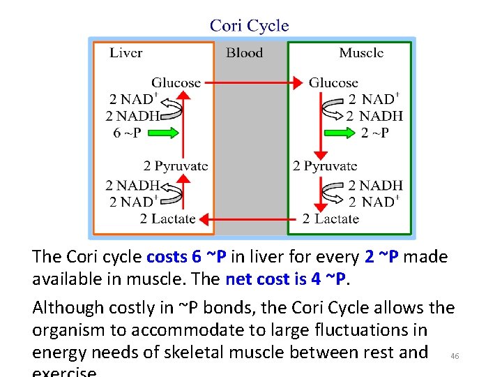 The Cori cycle costs 6 ~P in liver for every 2 ~P made available