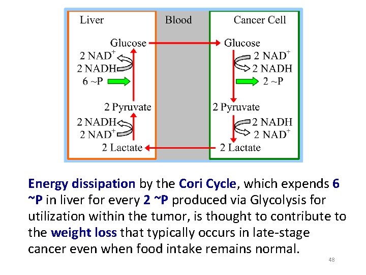 Energy dissipation by the Cori Cycle, which expends 6 ~P in liver for every