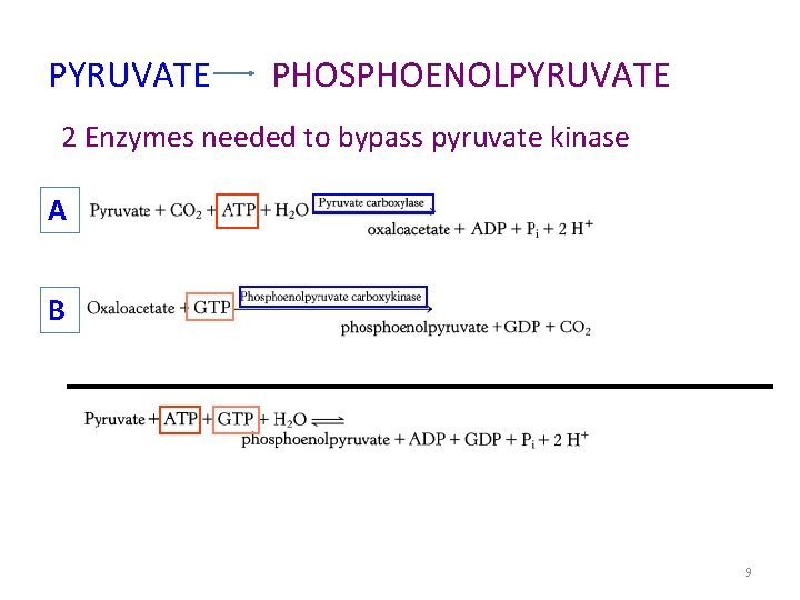 PYRUVATE PHOSPHOENOLPYRUVATE 2 Enzymes needed to bypass pyruvate kinase A B 9 