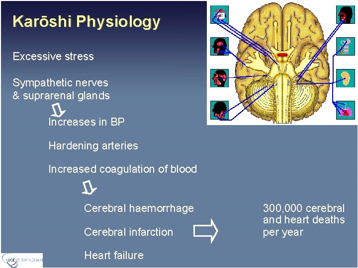 Karōshi Physiology Excessive stress Sympathetic nerves & suprarenal glands Increases in BP Hardening arteries