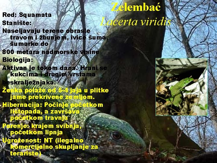 Zelembać Lacerta viridis Red: Squamata Stanište: Naseljavaju terene obrasle travom i žbunjem, ivice šuma,