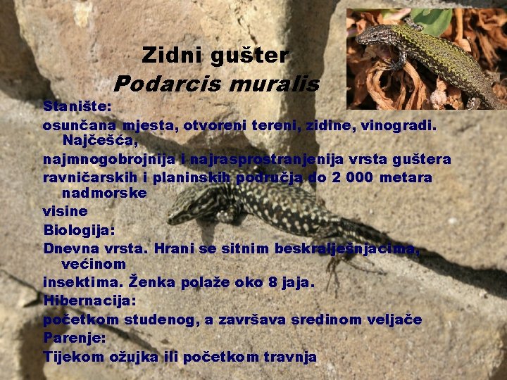 Zidni gušter Podarcis muralis Stanište: osunčana mjesta, otvoreni tereni, zidine, vinogradi. Najčešća, najmnogobrojnija i