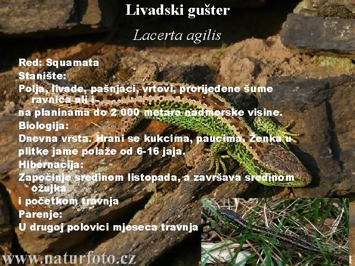 Livadski gušter Lacerta agilis Red: Squamata Stanište: Polja, livade, pašnjaci, vrtovi, prorijeđene šume ravnica