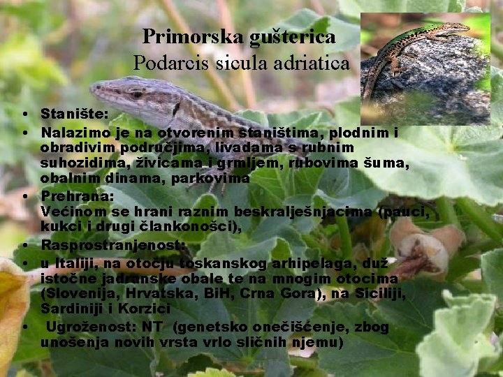 Primorska gušterica Podarcis sicula adriatica • Stanište: • Nalazimo je na otvorenim staništima, plodnim