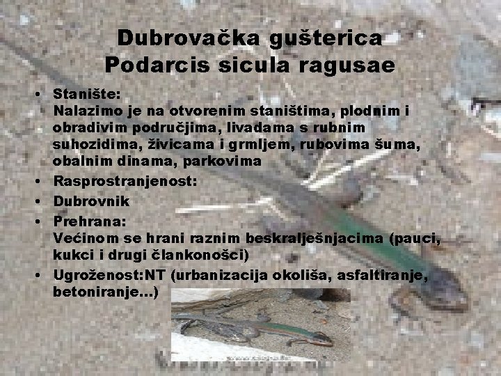 Dubrovačka gušterica Podarcis sicula ragusae • Stanište: Nalazimo je na otvorenim staništima, plodnim i