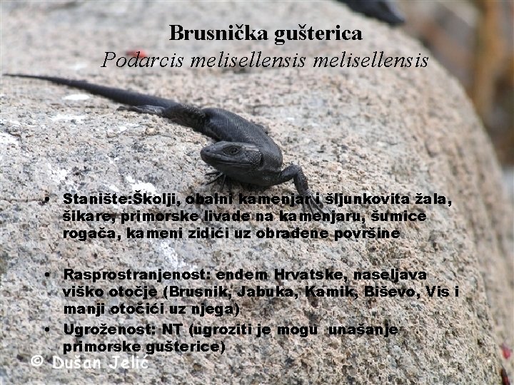 Brusnička gušterica Podarcis melisellensis • Stanište: Školji, obalni kamenjar i šljunkovita žala, šikare, primorske