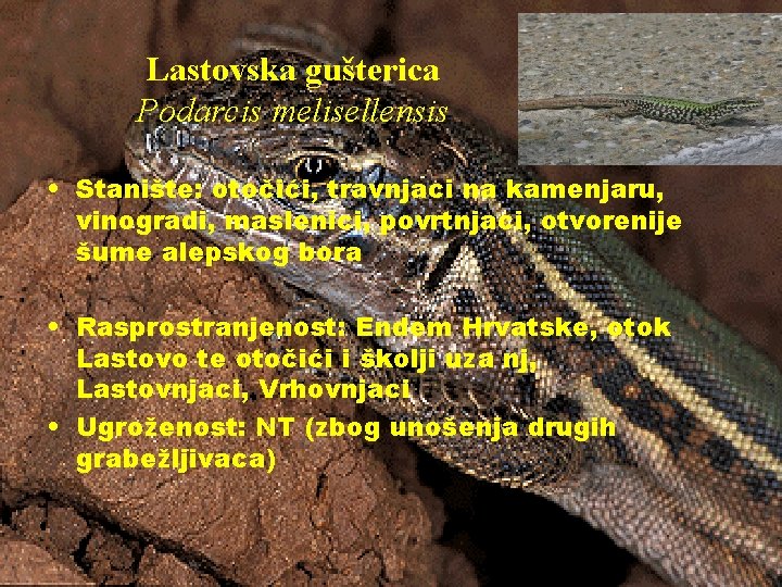 Lastovska gušterica Podarcis melisellensis • Stanište: otočići, travnjaci na kamenjaru, vinogradi, maslenici, povrtnjaci, otvorenije