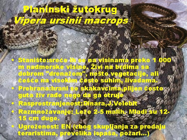 Planinski žutokrug Vipera ursinii macrops • Stanište: sreće ih se na visinama preko 1