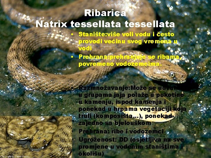 Ribarica Natrix tessellata • Stanište: više voli vodu i često provodi većinu svog vremena