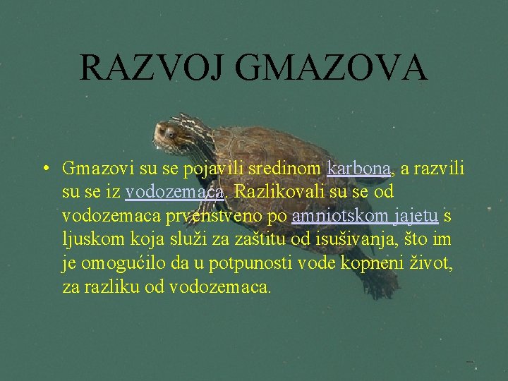 RAZVOJ GMAZOVA • Gmazovi su se pojavili sredinom karbona, a razvili su se iz