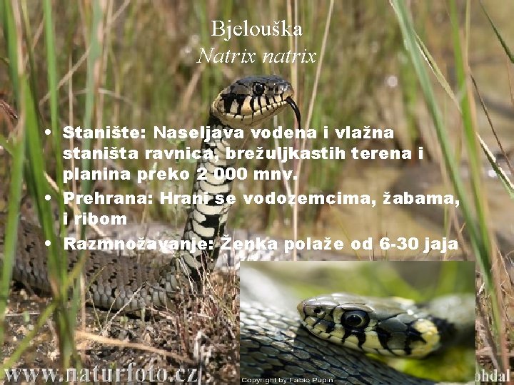 Bjelouška Natrix natrix • Stanište: Naseljava vodena i vlažna staništa ravnica, brežuljkastih terena i