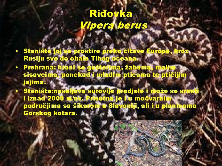 Riđovka Vipera berus • Stanište joj se prostire preko čitave Europe, kroz Rusiju sve