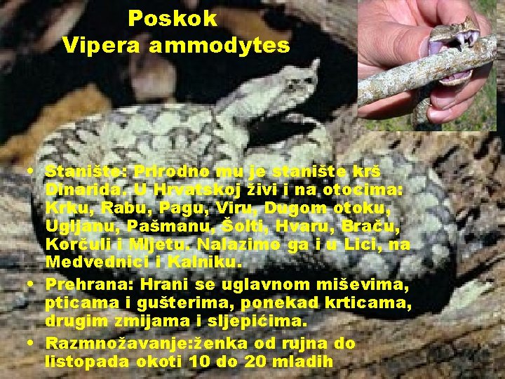 Poskok Vipera ammodytes • Stanište: Prirodno mu je stanište krš Dinarida. U Hrvatskoj živi