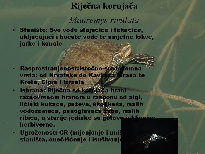 Riječna kornjača Mauremys rivulata • Stanište: Sve vode stajaćice i tekućice, uključujući i bočate