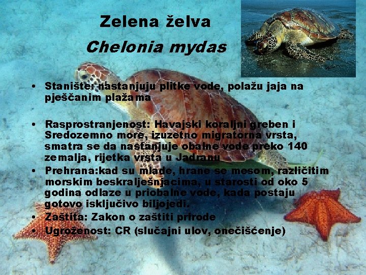 Zelena želva Chelonia mydas • Stanište: nastanjuju plitke vode, polažu jaja na pješčanim plažama