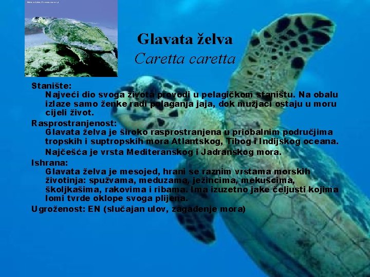 Glavata želva Caretta caretta Stanište: Najveći dio svoga života provodi u pelagičkom staništu. Na