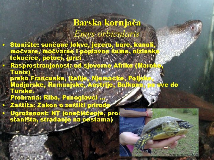 Barska kornjača Emys orbicularis • Stanište: sunčane lokve, jezera, bare, kanali, močvare, močvarne i