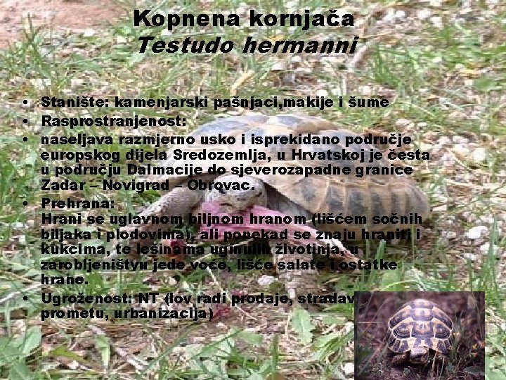 Kopnena kornjača Testudo hermanni • Stanište: kamenjarski pašnjaci, makije i šume • Rasprostranjenost: •