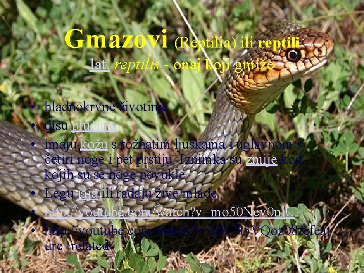 Gmazovi (Reptilia) ili reptili lat. reptilis - onaj koji gmiže • hladnokrvne životinje •