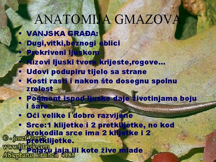 ANATOMIJA GMAZOVA • • • VANJSKA GRAĐA: Dugi, vitki, beznogi oblici Prekriveni ljuskom Nizovi