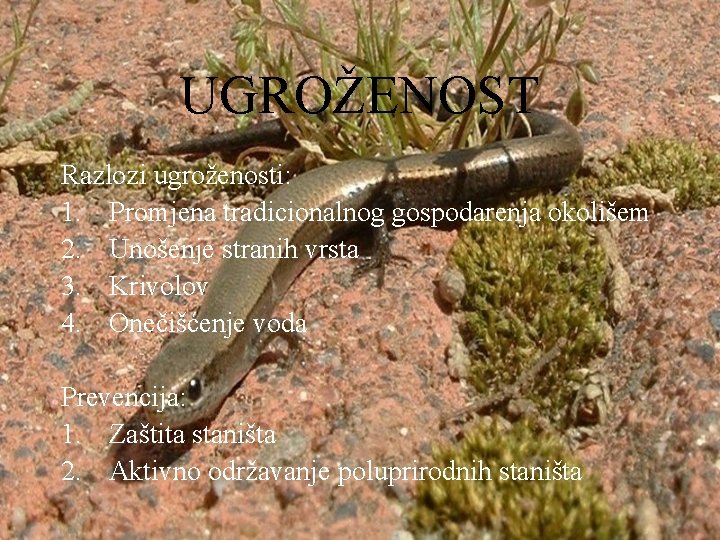UGROŽENOST Razlozi ugroženosti: 1. Promjena tradicionalnog gospodarenja okolišem 2. Unošenje stranih vrsta 3. Krivolov