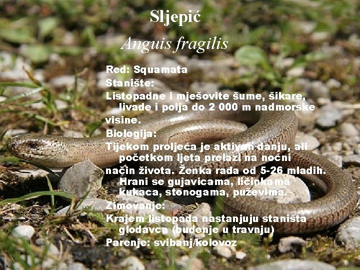 Sljepić Anguis fragilis Red: Squamata Stanište: Listopadne i mješovite šume, šikare, livade i polja