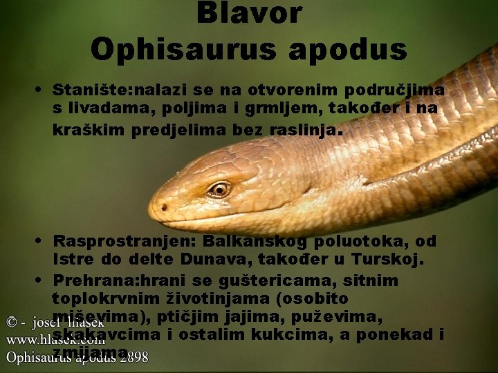 Blavor Ophisaurus apodus • Stanište: nalazi se na otvorenim područjima s livadama, poljima i