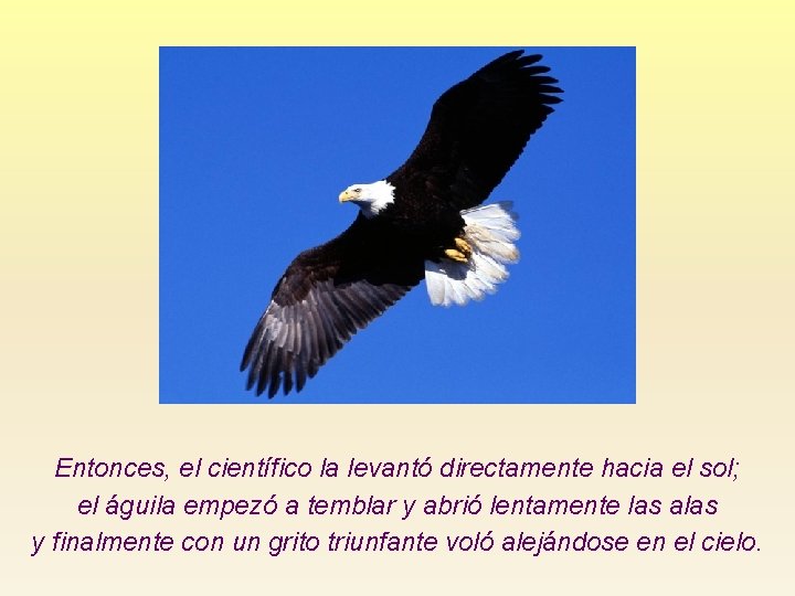 Entonces, el científico la levantó directamente hacia el sol; el águila empezó a temblar