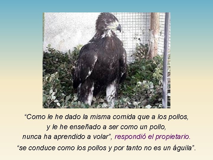 “Como le he dado la misma comida que a los pollos, y le he