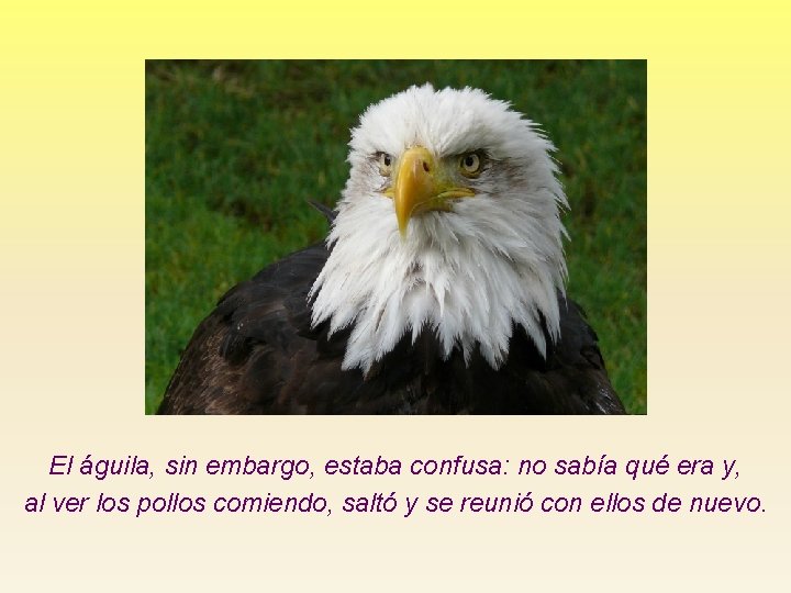 El águila, sin embargo, estaba confusa: no sabía qué era y, al ver los