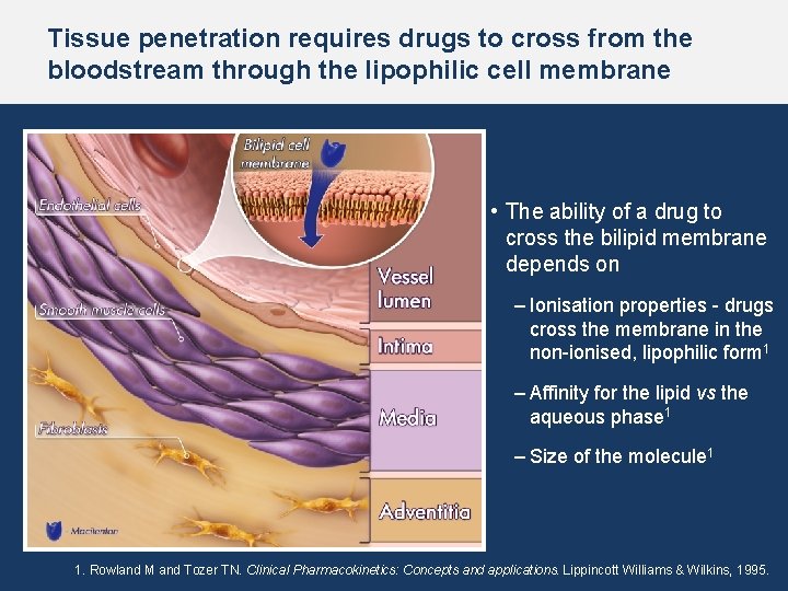 Tissue penetration requires drugs to cross from the bloodstream through the lipophilic cell membrane