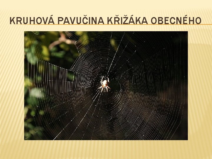 KRUHOVÁ PAVUČINA KŘIŽÁKA OBECNÉHO KRUHOVÁ PAVUČINA KŘIŽÁKA OBECNÉHO