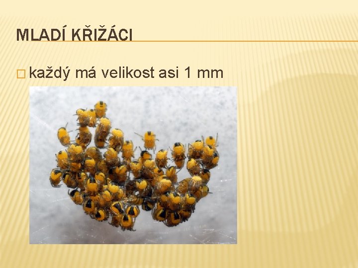 MLADÍ KŘIŽÁCI � každý má velikost asi 1 mm MLADÍ KŘIŽÁCI � každý má velikost asi 1 mm