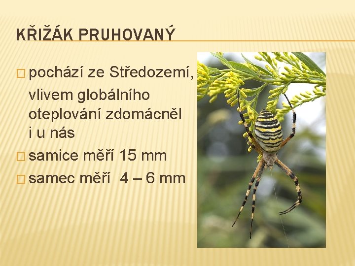 KŘIŽÁK PRUHOVANÝ � pochází ze Středozemí, vlivem globálního oteplování zdomácněl i u nás �