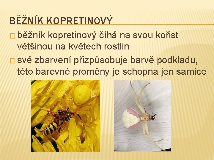 BĚŽNÍK KOPRETINOVÝ � běžník kopretinový číhá na svou kořist většinou na květech rostlin � BĚŽNÍK KOPRETINOVÝ � běžník kopretinový číhá na svou kořist většinou na květech rostlin �