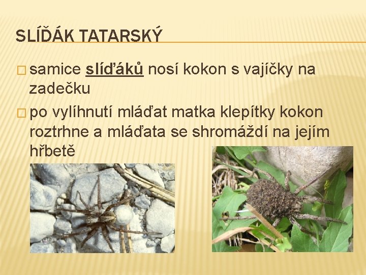 SLÍĎÁK TATARSKÝ � samice slíďáků nosí kokon s vajíčky na zadečku � po vylíhnutí SLÍĎÁK TATARSKÝ � samice slíďáků nosí kokon s vajíčky na zadečku � po vylíhnutí