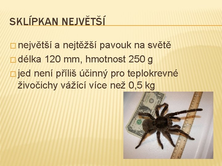 SKLÍPKAN NEJVĚTŠÍ � největší a nejtěžší pavouk na světě � délka 120 mm, hmotnost SKLÍPKAN NEJVĚTŠÍ � největší a nejtěžší pavouk na světě � délka 120 mm, hmotnost