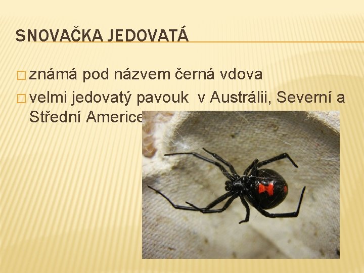 SNOVAČKA JEDOVATÁ � známá pod názvem černá vdova � velmi jedovatý pavouk v Austrálii,