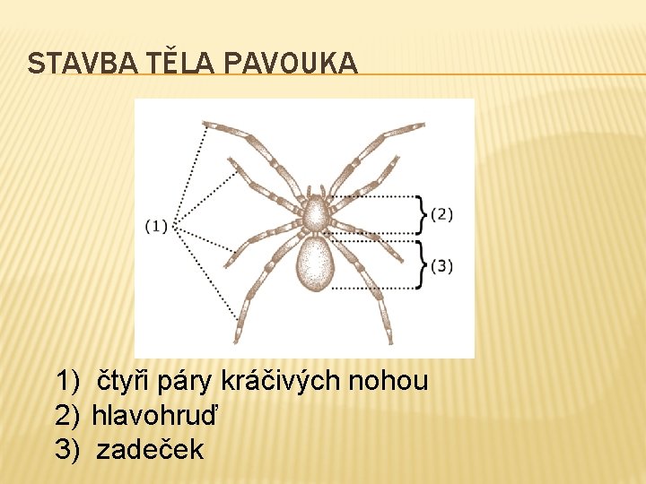 STAVBA TĚLA PAVOUKA 1) čtyři páry kráčivých nohou 2) hlavohruď 3) zadeček STAVBA TĚLA PAVOUKA 1) čtyři páry kráčivých nohou 2) hlavohruď 3) zadeček