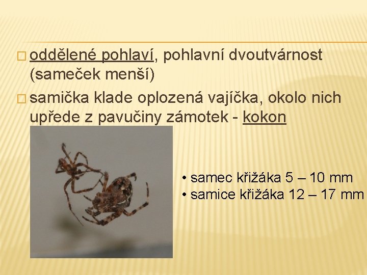 � oddělené pohlaví, pohlavní dvoutvárnost (sameček menší) � samička klade oplozená vajíčka, okolo nich � oddělené pohlaví, pohlavní dvoutvárnost (sameček menší) � samička klade oplozená vajíčka, okolo nich