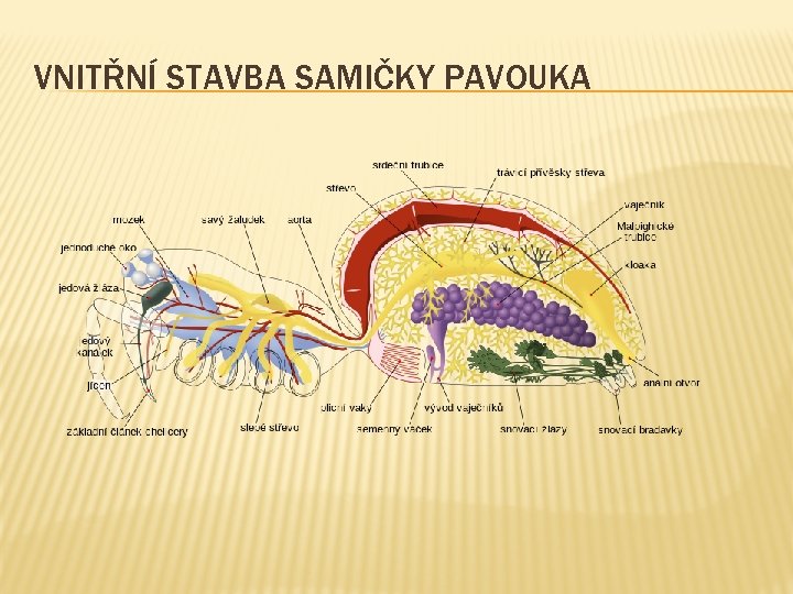 VNITŘNÍ STAVBA SAMIČKY PAVOUKA VNITŘNÍ STAVBA SAMIČKY PAVOUKA