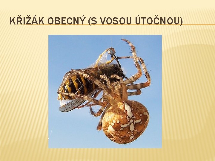 KŘIŽÁK OBECNÝ (S VOSOU ÚTOČNOU) KŘIŽÁK OBECNÝ (S VOSOU ÚTOČNOU)