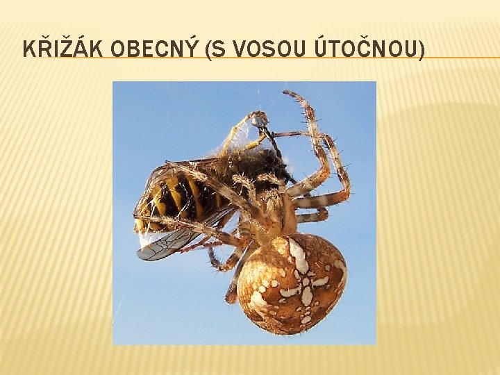 KŘIŽÁK OBECNÝ (S VOSOU ÚTOČNOU) 