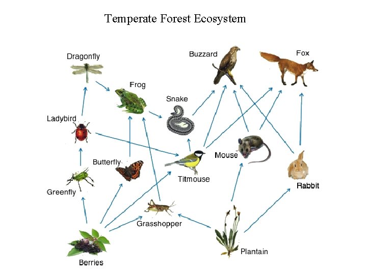 Temperate Forest Ecosystem 