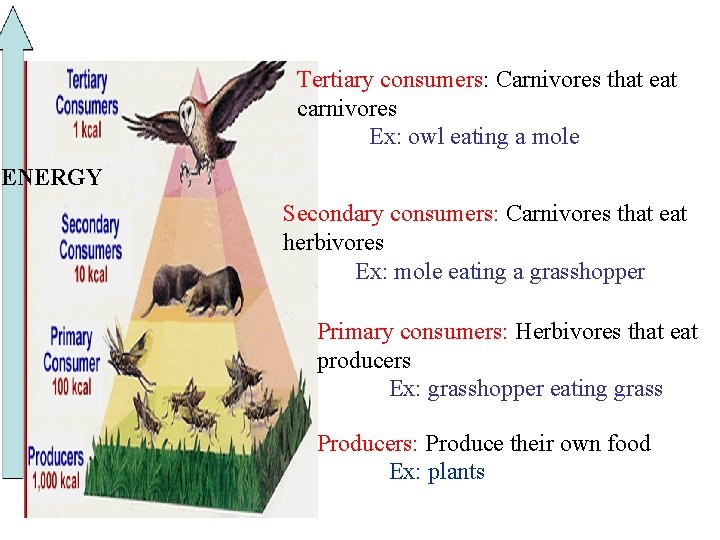 13. 4 Food Chains And Food Webs Tertiary consumers: Carnivores that eat carnivores Ex: