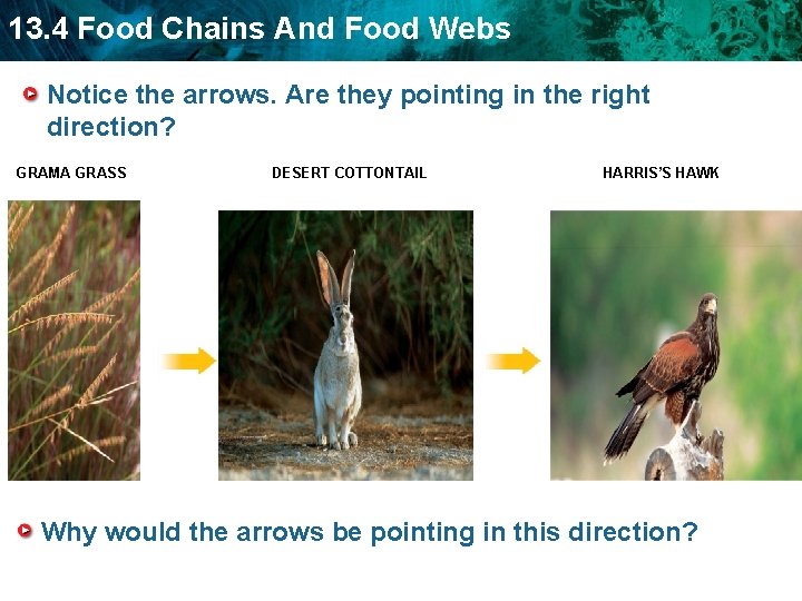 13. 4 Food Chains And Food Webs Notice the arrows. Are they pointing in