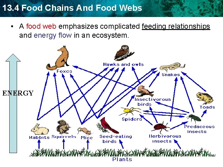 13. 4 Food Chains And Food Webs • A food web emphasizes complicated feeding