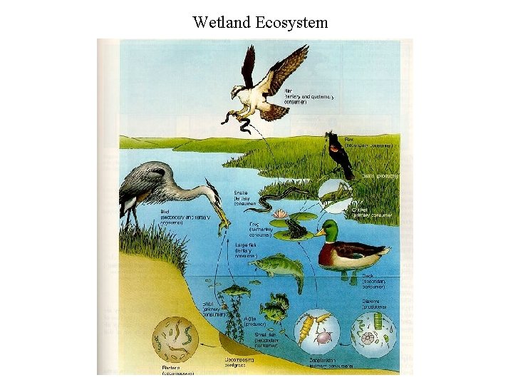 Wetland Ecosystem 